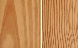 Carolina Pine